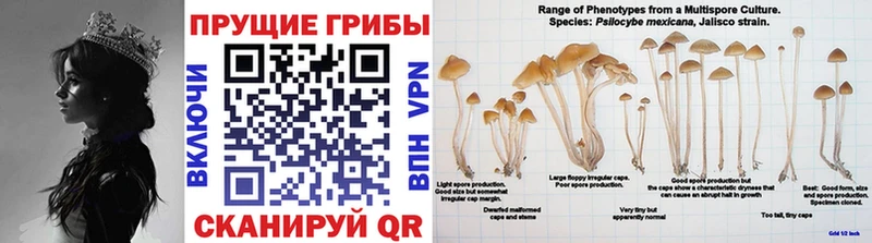 гидра как войти  купить   Губкинский  Галлюциногенные грибы Psilocybe 