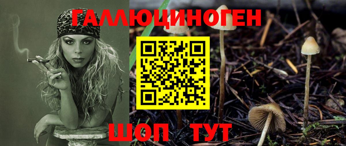 Псилоцибиновые грибы Cubensis Губкинский