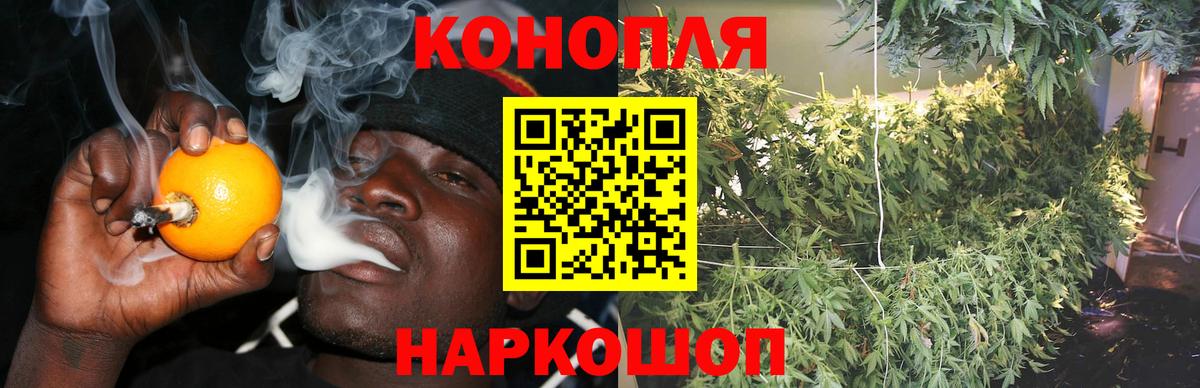 Конопля гибрид Губкинский
